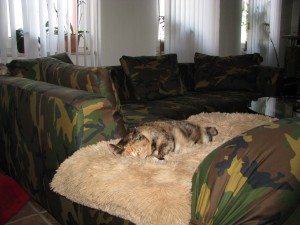 Sofa mit Katze